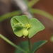 Weak Spurge - Photo (c) Russell Pfau, some rights reserved (CC BY-NC), uploaded by Russell Pfau