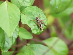 Phaedrotettix