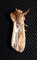 Hylaeora capucina