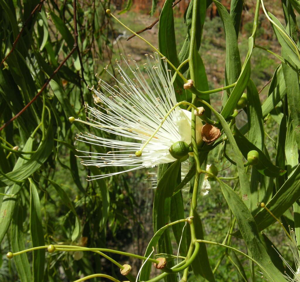 Capparis umbonata