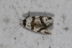 Isomoralla gephyrota