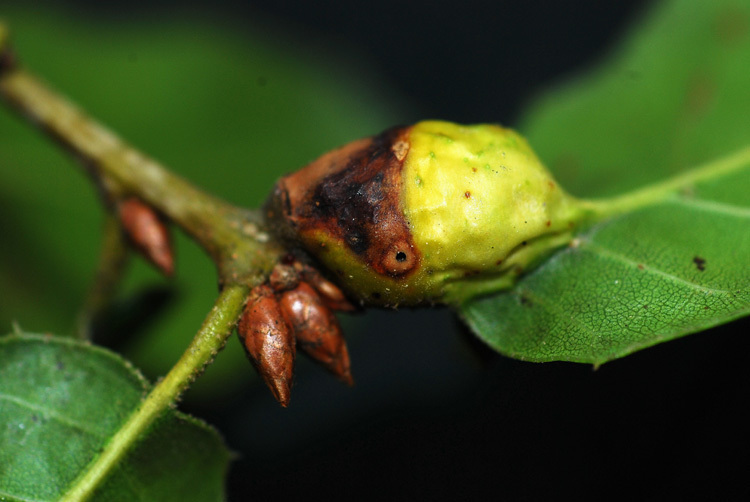 Live Oak Petiole Gall Wasp
