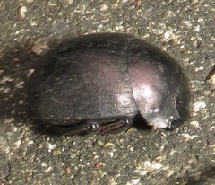 Chalconotus convexus