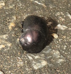 Chalconotus convexus