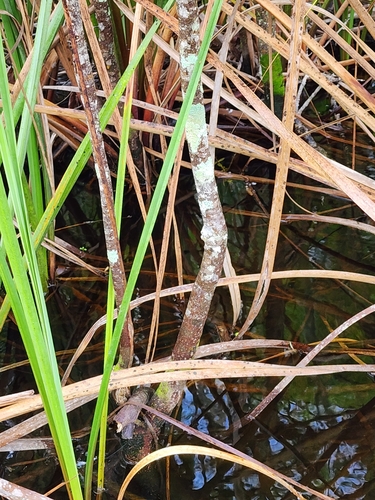 Image of Leitneria floridana by (c) Scott Allen Davis, some rights reserved (CC BY)