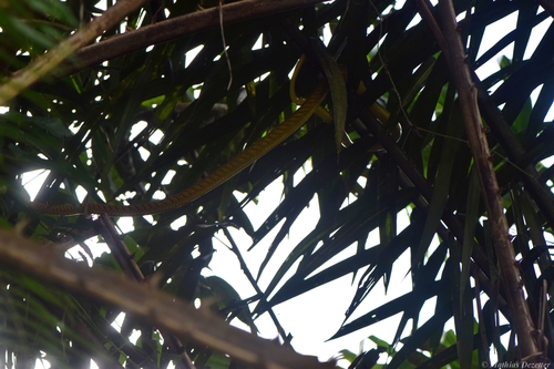 Western Green Mamba
