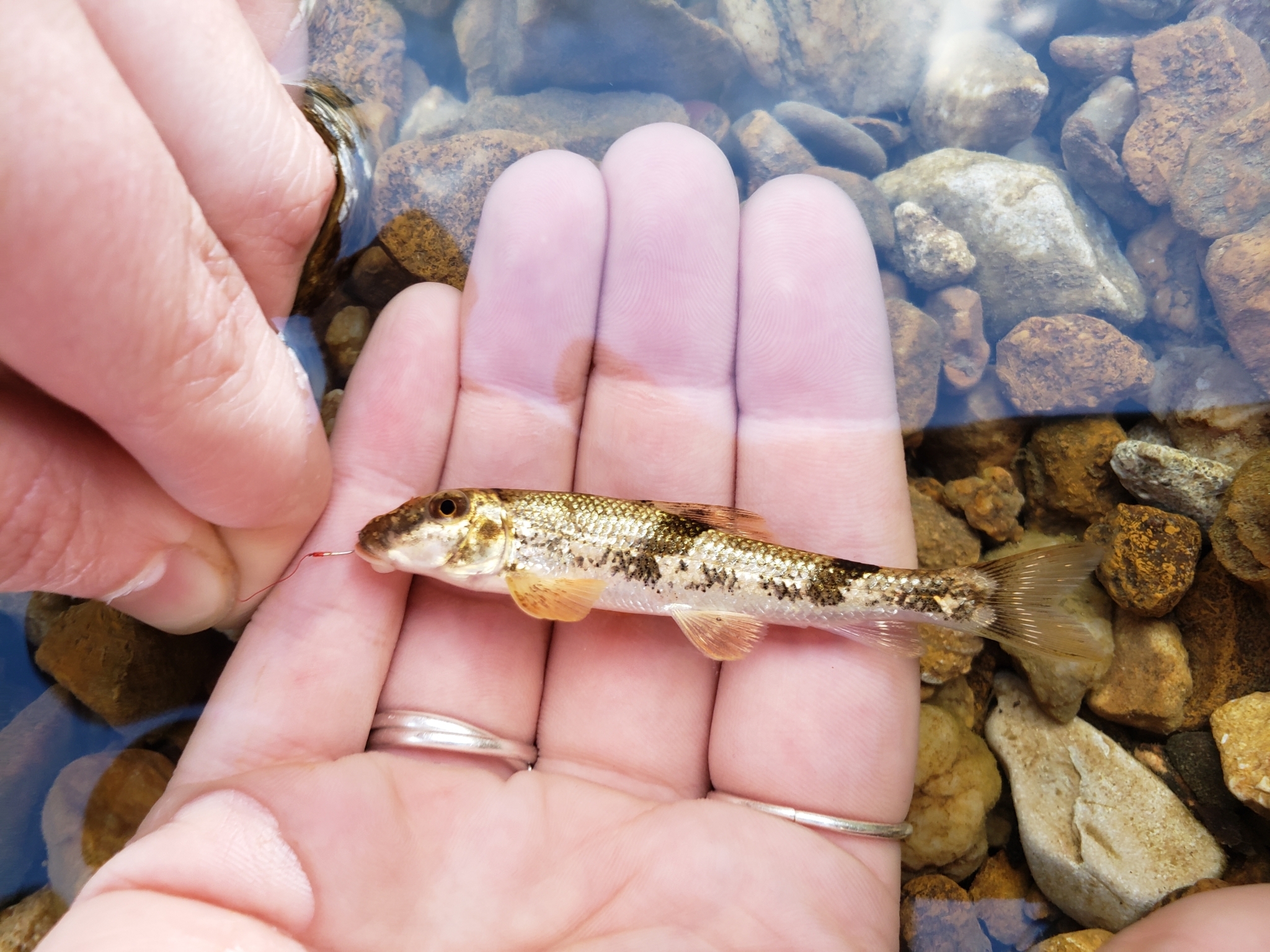 Hypentelium Rafinesque, 1818