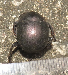 Chalconotus convexus