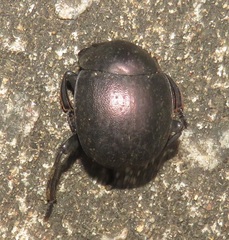 Chalconotus convexus