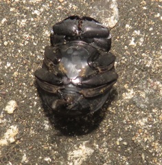 Chalconotus convexus