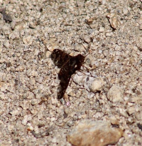 Stonyx clelia
