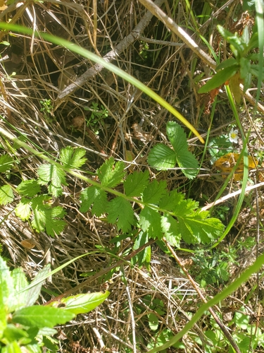 Image of Horkelia californica by no rights reserved