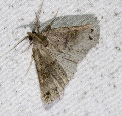 Lithilaria proestans