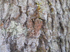 Lecanoromycetes