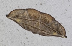 Xenomusa metallica