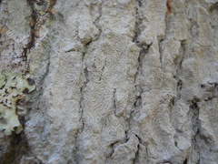 Lecanoromycetes