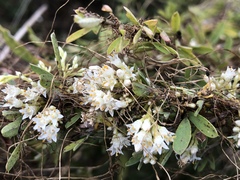 Cuscuta cuspidata