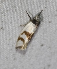 Antipterna trilicella