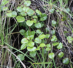 Rubus australis