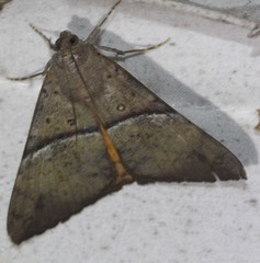 Oxyodes tricolor
