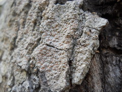 Lecanoromycetes