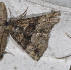 Aporoctena