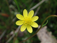 Crocidium multicaule