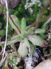 Crocidium multicaule