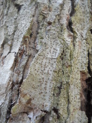 Lecanoromycetes