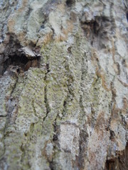 Lecanoromycetes