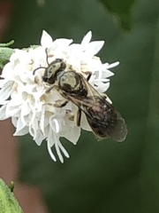 Lasioglossum zephyrus