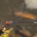 Coral-fronted Threadtail - Photo (c) Greg Lasley, some rights reserved (CC BY-NC), uploaded by Greg Lasley