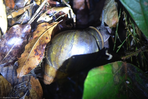Archachatina ventricosa