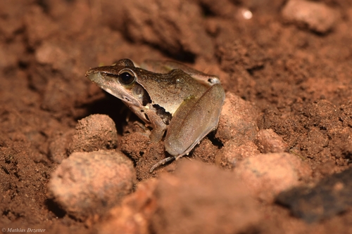 Snouted Grassland Frog