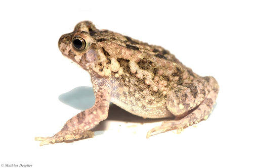 Egyptian Toad