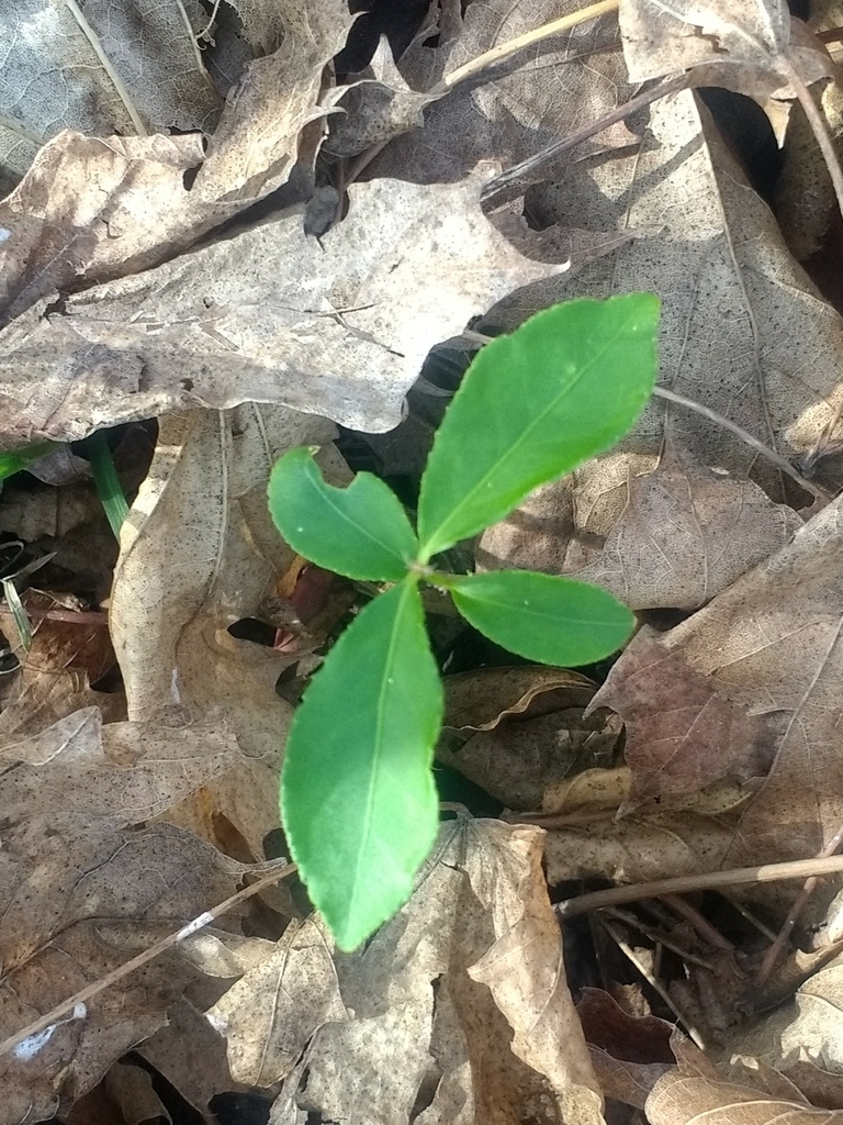 spindles in April 2023 by Pam Phillips · iNaturalist