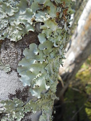 Lecanoromycetes