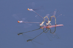 Neoneura aaroni