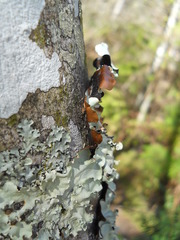 Lecanoromycetes