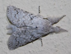 Cerurella natalensis