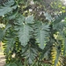 Thaumatophyllum undulatum - Photo (c) fehplantae,  זכויות יוצרים חלקיות (CC BY-NC)