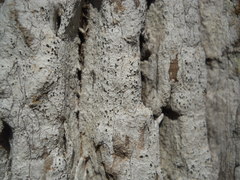 Lecanoromycetes