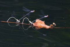Neoneura aaroni