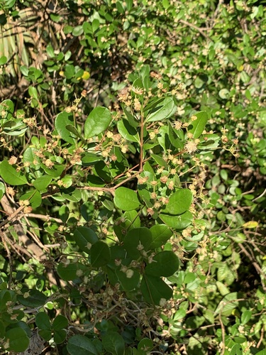 Myrcianthes fragrans