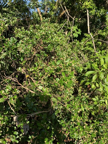 Myrcianthes fragrans