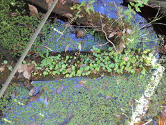 Hydrocotyle