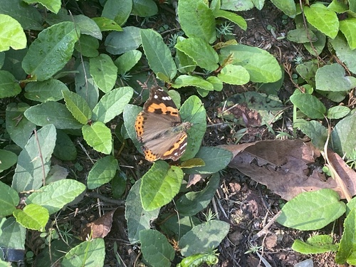 Indian Red Admiral