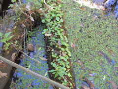 Hydrocotyle