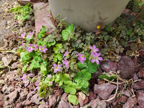 Oxalis debilis
