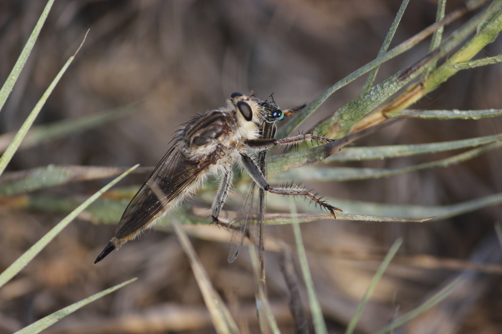 Lochmorhynchus leoninus